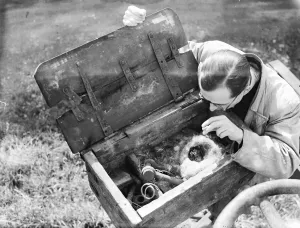 Eccentric Prints: Tomtits nest in tool box in Lenham. 1936