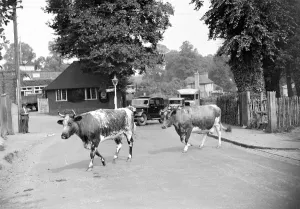 Traffic hold-up by cows crossing a road in Chislehurst, Kent. 1934