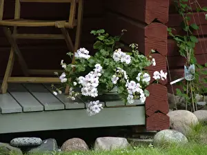 Chair Prints: Trailing pelargonium on porch step of Swedish wooden summer cottage credit: Marie-Louise