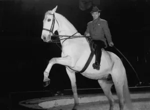 Trainer with his horse rehearsing before a show at the Olympia Circus, London, England