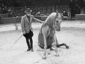 Trainer with his horse rehearsing before a show at the Olympia Circus, London, England