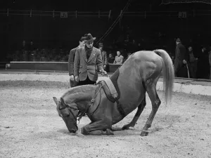 Trainer with his horse rehearsing before a show at the Olympia Circus, London, England