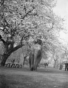 Training an elephant to do circus tricks among the cherry blossom at Maidstone, Kent