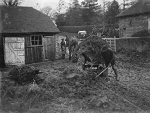 Farmers Collection: Transporting muck from cowsheds. 1935