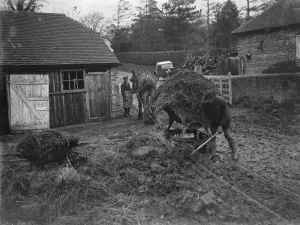 Farmer Prints: Transporting muck from cowsheds. 1935