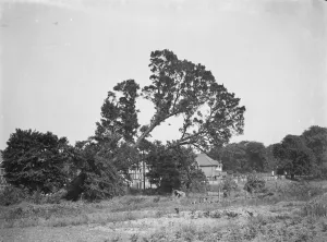 Wood Prints: Tree felling in Crayford, Kent. 1939