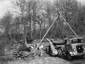 Tree felling at Stockbury, Kent. 1937