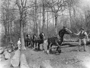 Timber Prints: Tree felling at Stockbury, Kent. 1937