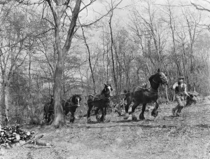 Tree felling at Stockbury, Kent. 1937