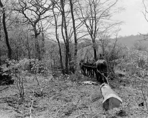 Tree felling. Stockbury. Kent 1937