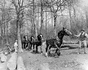 Agriculture Collection: Tree felling. Stockbury. Kent 1937