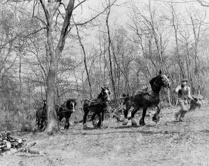 Tree felling. Stockbury. Kent 1937