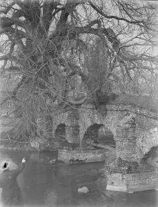 A tree growing from the base of Farningham bridge in Kent. 1939