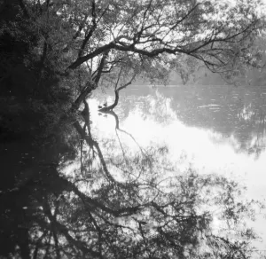 A tree overhanging a lake. 1936
