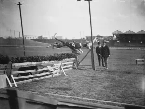 Dog Race Races Prints: Trials at Harringay greyhound course. One of the dogs taking a hurdle. 24 August 1927