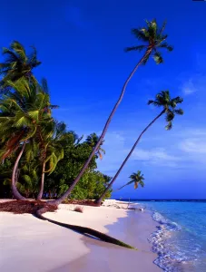 Tropical beauty. Maldives. Little Bandos
