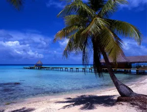 Tropical beauty. Polynesia. Rangiroa