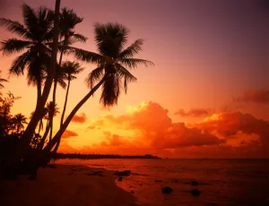 Tropical beauty. Polynesia. Rangiroa