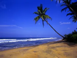 Tropical beauty. Sri Lanka. Beach to the north of Galle