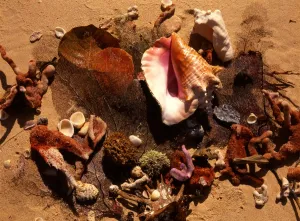 Caribbean Prints: Tropical beauty. West Indies. Antigua. Shells on beach