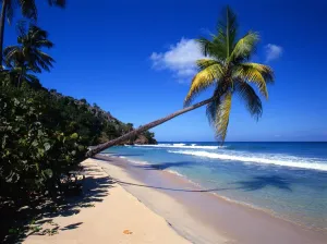 Tropical beauty. West Indies. Antigua