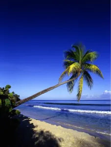 Tropical beauty. West Indies. Antigua. Galley Bay