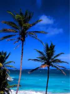 Palm Tree Prints: Tropical beauty. West Indies. Barbados. Bottom Bay