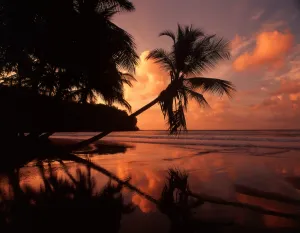 Tropical beauty. West Indies. Grenada. La Sagesse