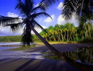 Palm Tree Prints: Tropical beauty. West Indies. Grenada. La Sagesse