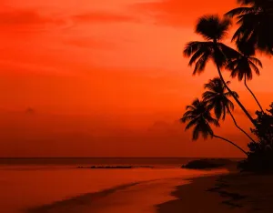 Orange Prints: Tropical beauty. West Indies. Tobago. Beach at sunset