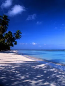 Tropical beauty. West Indies. Tobego
