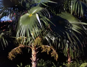 Tropical Island Prints: tropical island