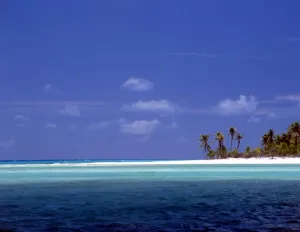 TROPICAL ISLANDS - French Polynesia. Strand of beach with palm trees - group of