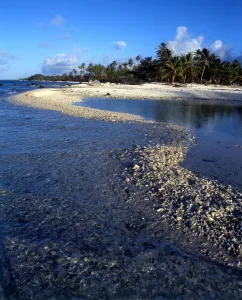 TROPICAL ISLANDS French Polynesia. Palm trees and beach - group of small islands