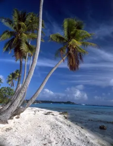 Paranormal Prints: TROPICAL ISLANDS Palm trees and beach - group of small islands at Avearami. French