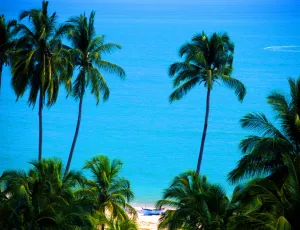 Tropics. Malaysia. Penang