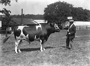 Agriculture Collection: Tunbridge Wells and South Eastern Counties Show Mr Wimabriags prize winning British