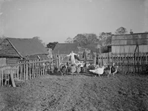 Bird Collection: Turkeys on a farm in Frant, East Sussex. 1937