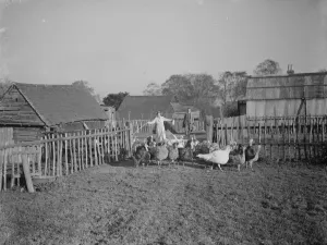 Bird Prints: Turkeys on a farm in Frant, East Sussex. 1937