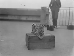 Animal Prints: The Tutankhamen cat arrives in London