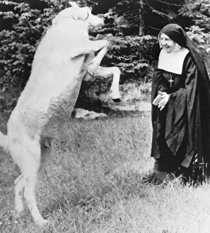 Twinkle, the dancing goat is among 120 animals Mother Cecilia Mary (75)