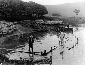 Farmers Collection: Typical Downland Country, Shewing sheep being washed in the Cuckmere River Sussex