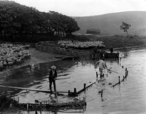 Typical Downland Country, Shewing sheep being washed in the Cuckmere River Sussex