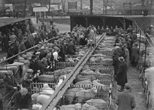 Show Collection: A Typical Market Scene Sevenoaks christmas fat stock show 14 December 1931