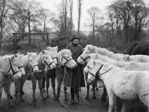 Tyrwhitt Drake prepares royal cream ponies for Christmas pantomimes. 19 November 1926