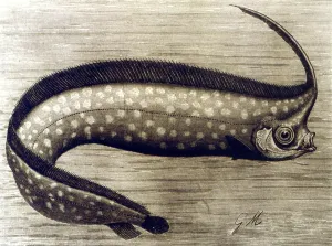 Esoterica Prints: UNICORN The Unicorn Fish. From the 1896 edition of P L Scalters The Royal Natural