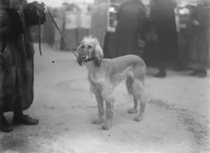 Unique but sad celebrity at great dog show. Sorrowful and solitary Afghan Hound