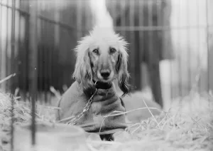 Framed Print : Unique but sad celebrity at great dog show. Sorrowful and solitary Afghan Hound Framed Print : Unique but sad celebrity at great dog show. Sorrowful and solitary Afghan Hound