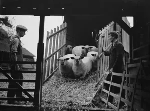 Straw Prints: Unloading sheep from a lorry down a ramp. 1937