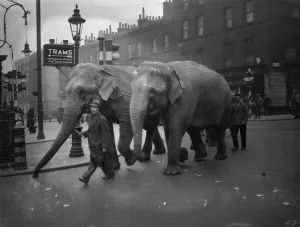 Unwieldly travellers! Elephants arrive at Waterloo. Waterloo Station had rather